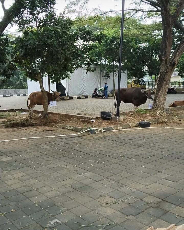 Distribusi Hewan Kurban Masjid Raya Al-Bantani Disoal: Warga Tak Kebagian Meski Sudah Ajukan Proposal