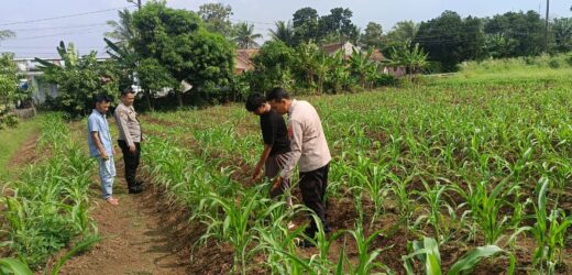 Dukung Ketahanan Pangan, Bhabinkamtibmas Polsek Baros Polresta Serkot Kunjungi Petani Jagung