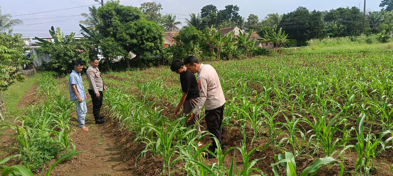 Dukung Ketahanan Pangan, Bhabinkamtibmas Polsek Baros Polresta Serkot Kunjungi Petani Jagung