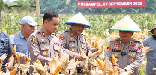 Polres Cilegon Banten Gelar Panen Raya Jagung Dan Ketapang Murah