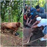 Bantuan Sapi Qurban Presiden Republik Indonesia Idul Adha 1447H, di Ponpes salafi Syifaul Mu’minin Ciomas Serang.