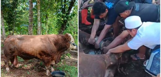 Bantuan Sapi Qurban Presiden Republik Indonesia Idul Adha 1447H, di Ponpes salafi Syifaul Mu’minin Ciomas Serang.