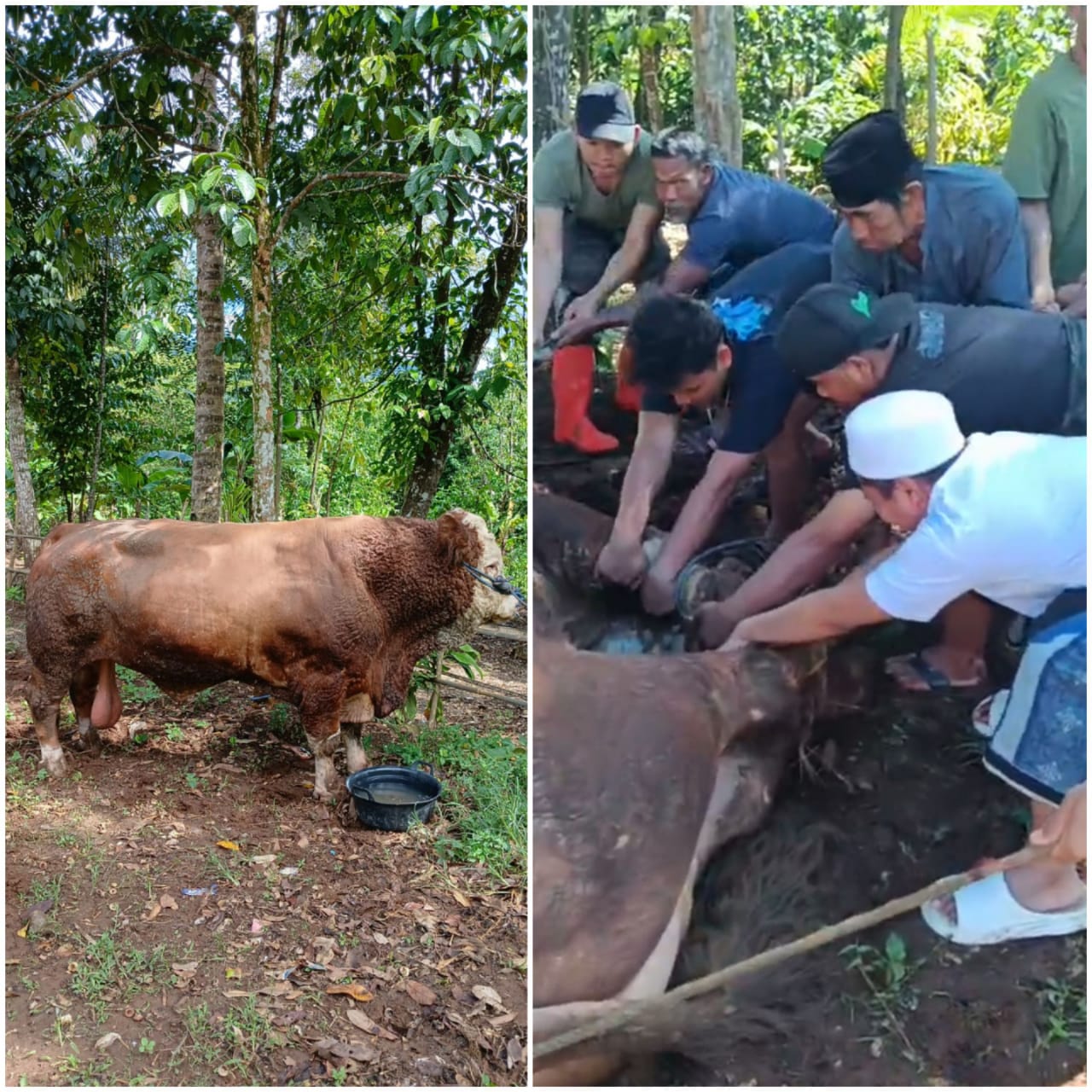 Bantuan Sapi Qurban Presiden Republik Indonesia Idul Adha 1447H, di Ponpes salafi Syifaul Mu’minin Ciomas Serang.
