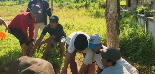 Anggota DPRD Kota Serang Edi Santoso Serahkan Dua Ekor Sapi Qurban untuk PAC Gerindra Taktakan