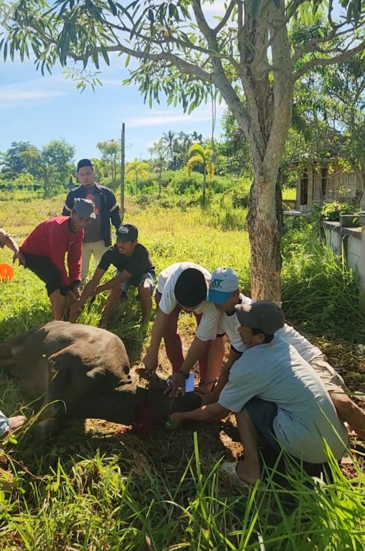 Anggota DPRD Kota Serang Edi Santoso Serahkan Dua Ekor Sapi Qurban untuk PAC Gerindra Taktakan